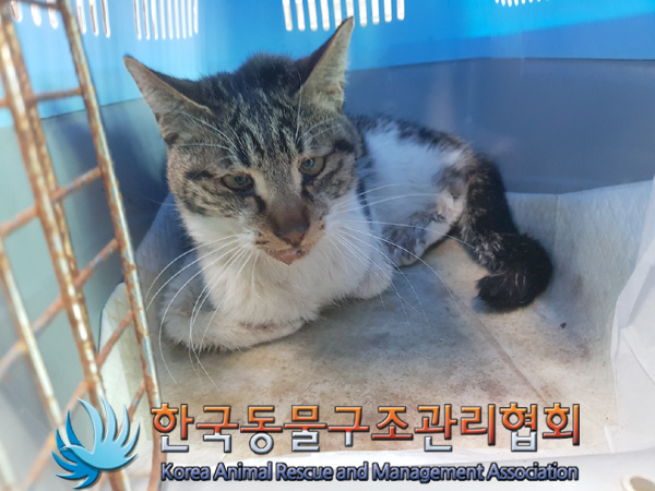 한국동물구조관리협회_411310202500046